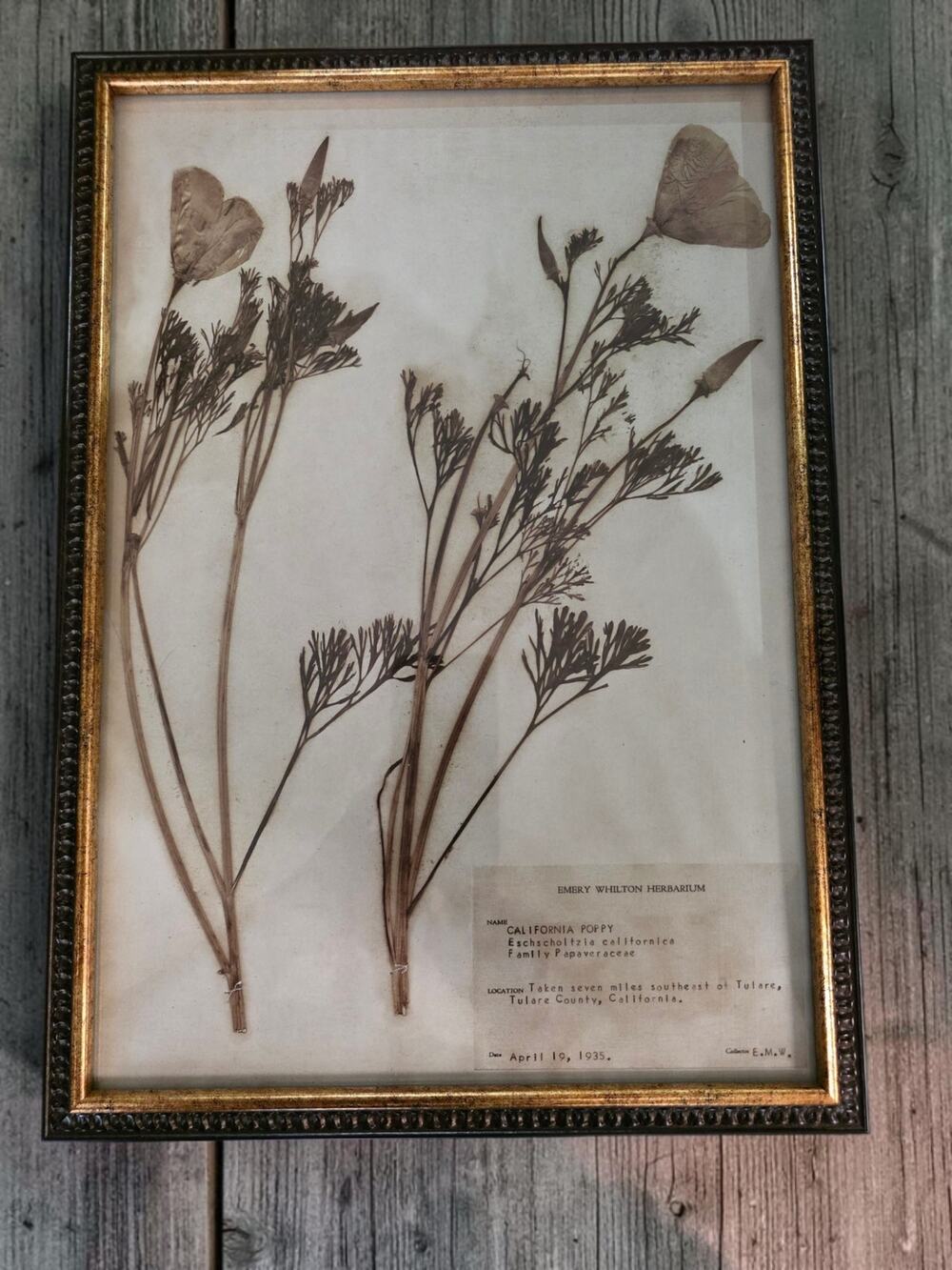 1935 California Poppy Pressed Botanical Specimen Emery Whilton Herbarium Framed